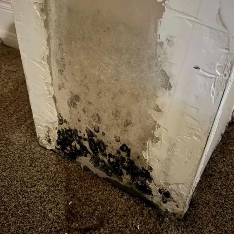 Professional Mold Removal in Barren County, KY